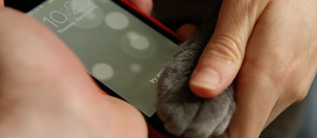 cat-iphone5s-fingerprint