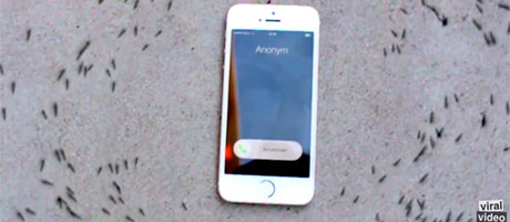 Ants-Circling-My-Phone---Mysterious-video-of-ants-circling-my-iPhone